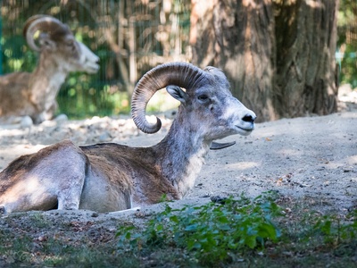 Argali (mountain sheep)