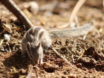 Arid Thicket Rat