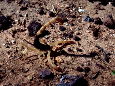 Arizona bark scorpion