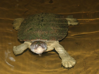 Arrau Turtle (Tortuga Arrau)