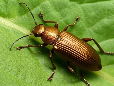 Arrowhead Leaf Beetle