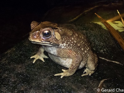 Asian Common Toad