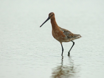 Asian Dowitcher