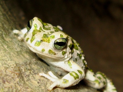 Asian Green Toad