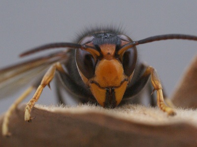Asian Hornet