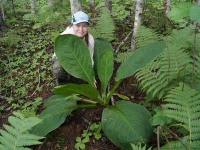 Asian Skunk-cabbage