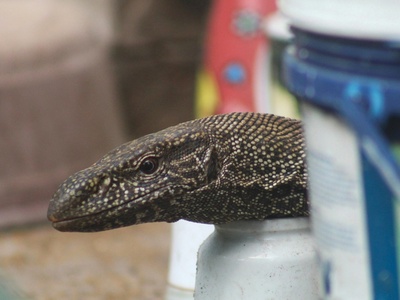 Asian water monitor