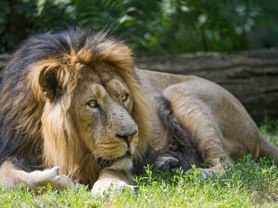 Asiatic Lion