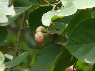 Assyrian Plum