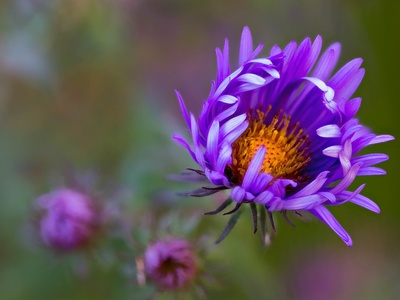 Aster (Autumn aster)