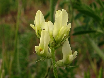 Astragalus