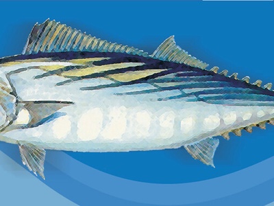 Atlantic bonito