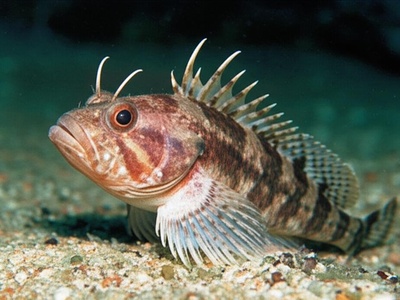 Atlantic Hook-head Sculpin