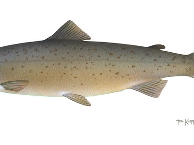 Atlantic Salmon