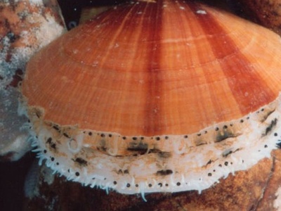 Atlantic sea scallop