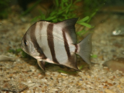 Atlantic spadefish