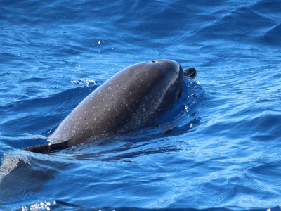Atlantic Spotted Dolphin