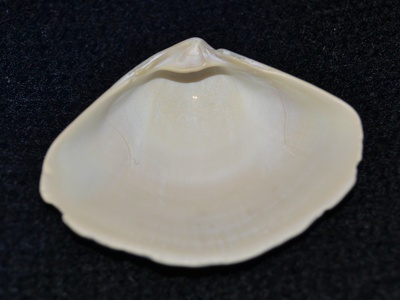 Atlantic surf clam