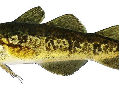 Atlantic tomcod