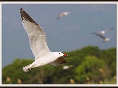 Audouin's Gull