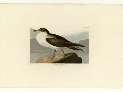 Audubon's Shearwater