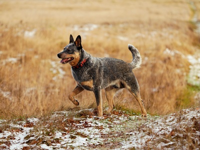 Australian Cattle Dog