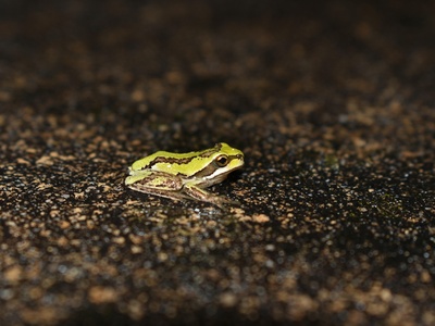 Australian green tree frog