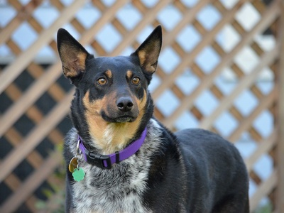 Australian Kelpie