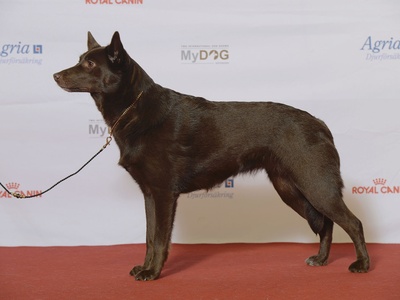 Australian Kelpie