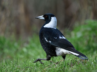 Australian magpie