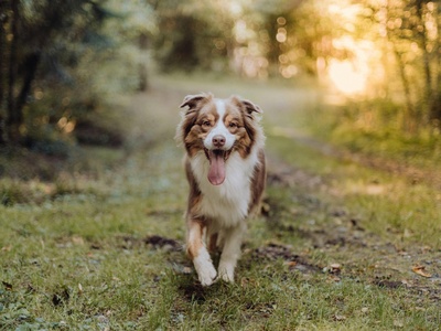 Australian Shepherd