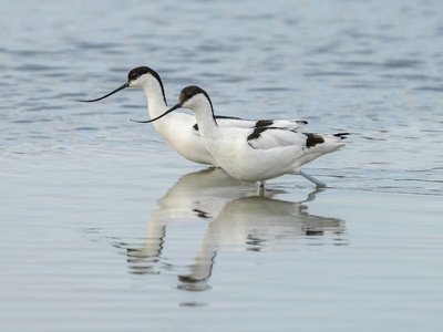 Avocet