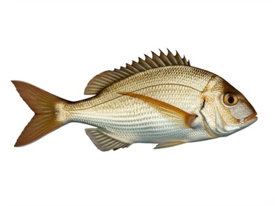 Axillary Seabream