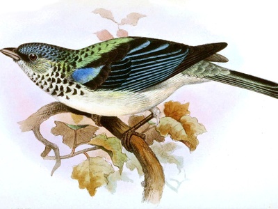 Azure-rumped Tanager