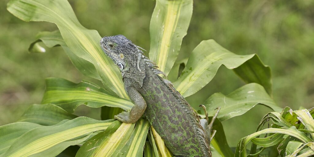 Endangered Species In Jamaica: The Complete List - Flora Fauna Fun