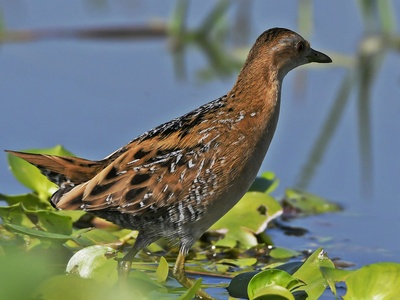 Baillon's Crake