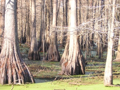 Bald cypress