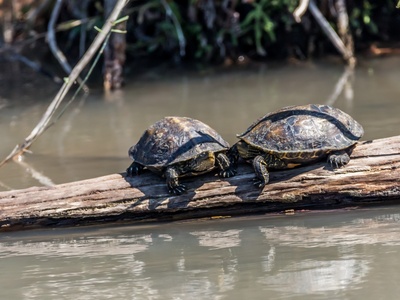 Balkan pond turtle