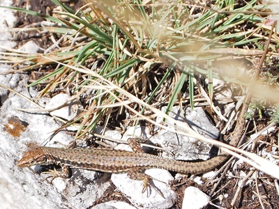Balkan Wall Lizard
