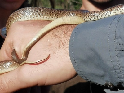 Balkan Whip Snake