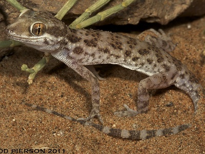 Baluch Ground Gecko