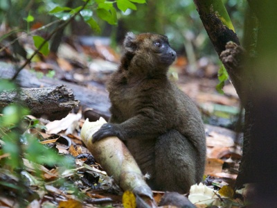 Bamboo lemur (greater bamboo lemur)