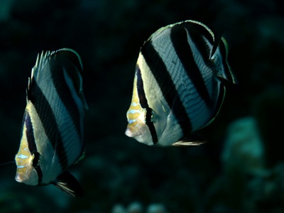Banded butterflyfish