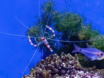 Banded Coral Shrimp