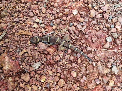 Banded Ground Gecko