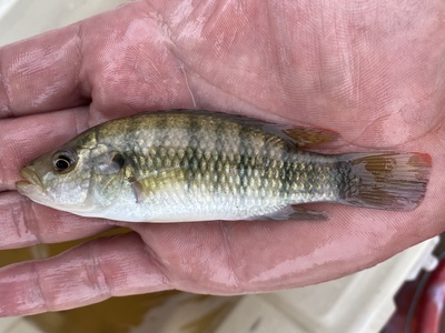 Banded Jewel Cichlid