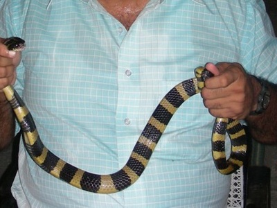 Banded Krait