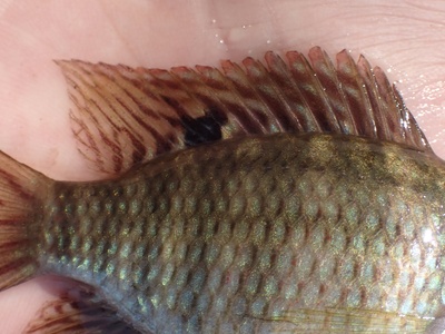 Banded Tilapia