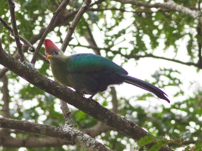 Bannerman's Turaco