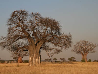 Baobab fruit
